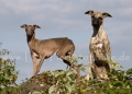 53 Windhund-Trio